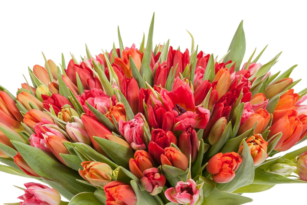 Букет 101 тюльпан, красно-розовые