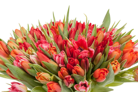 Букет 101 тюльпан, красно-розовые