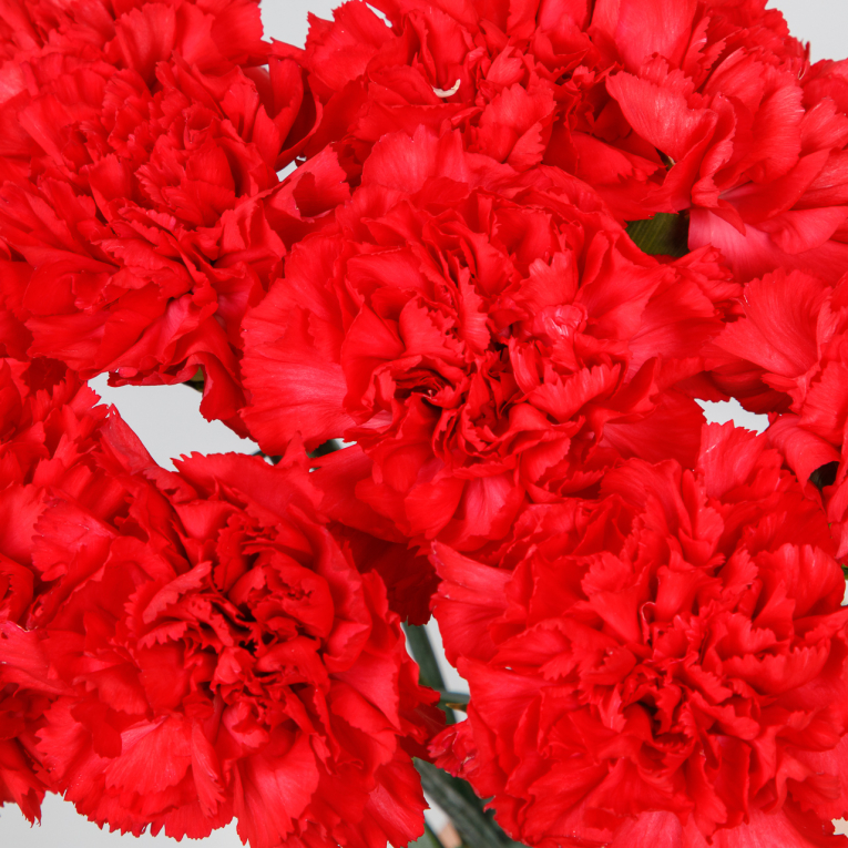 Букет Красный октябрь (10 гвоздик)