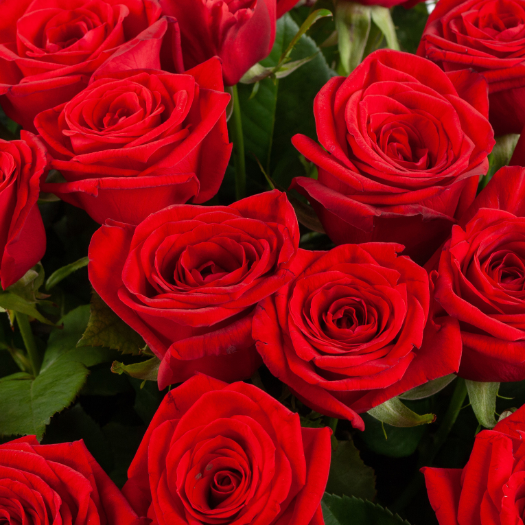 Букет из 51 красной розы 50/60 см