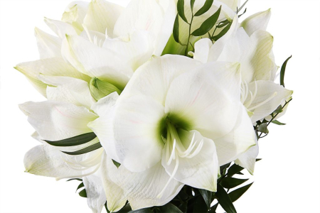 Букет с гиппеаструмами Белая чайка