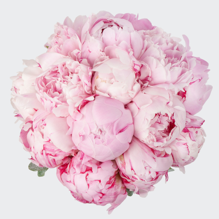 Букет невесты из пионов Мишель