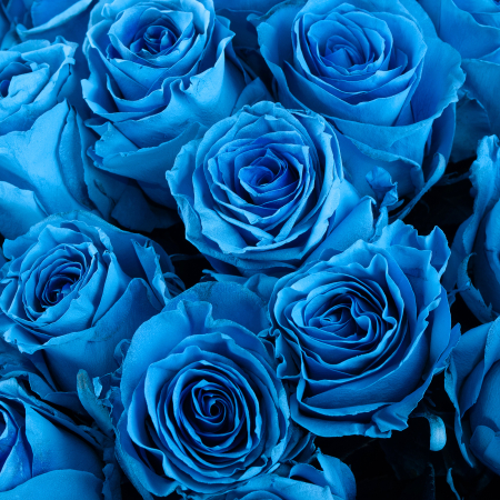 Букет 75 роз Поцелуй Мальвины