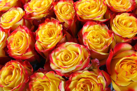 Букет 35 роз Хай Еллоу