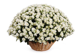 Букет 101 кустовая роза Сноуфлейк в корзине