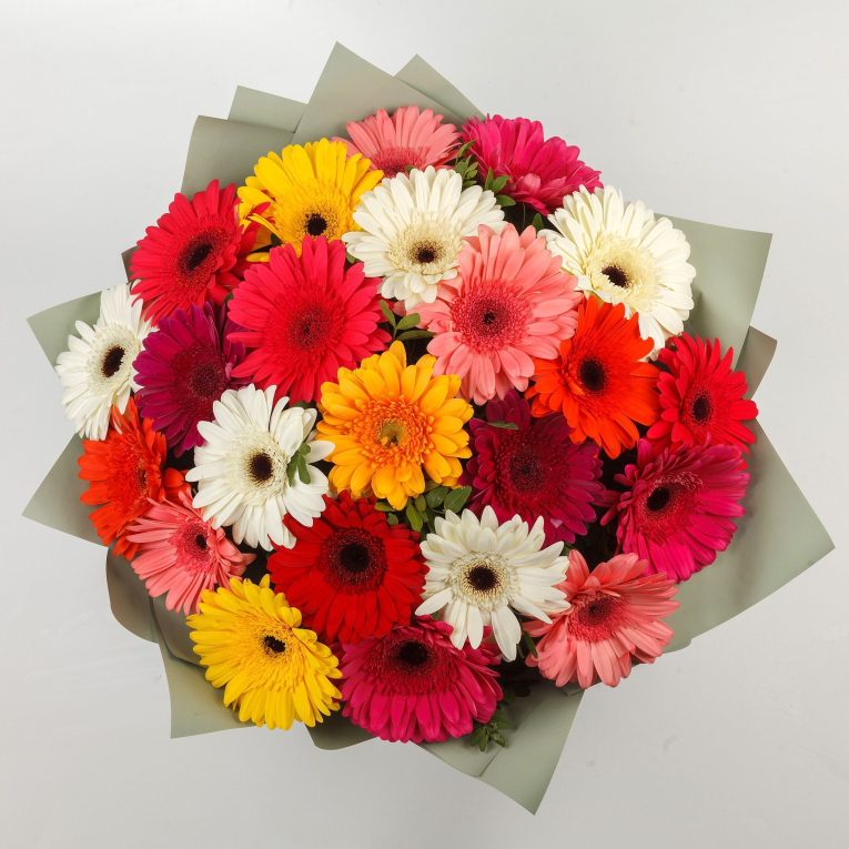 Букет с герберами Яркий комплимент (23 шт) + Десерт в ПОДАРОК!