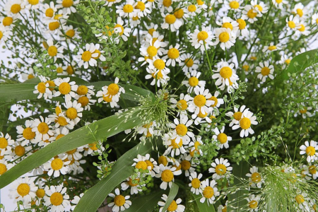 Букет с ромашками Ромашковый луг в коробке