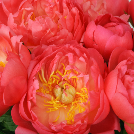 Букет 11 пионов В порыве чувств