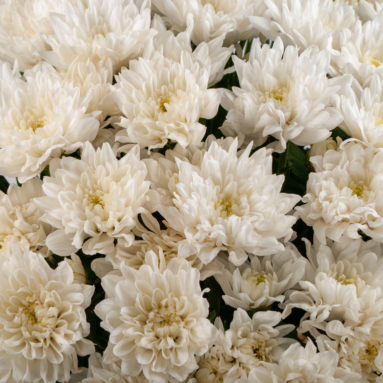 Букет 15 белых кустовых хризантем с атласной лентой
