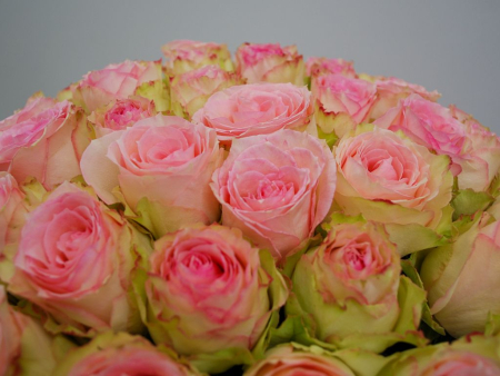 Букет 101 роза Эсперанс