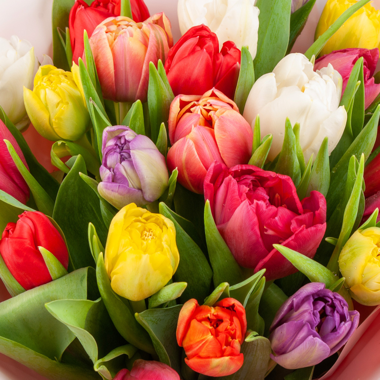 Букет 25 тюльпанов микс, в радужной упаковке