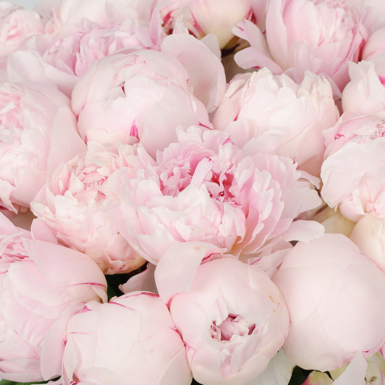 Букет из пионов 35 комплиментов