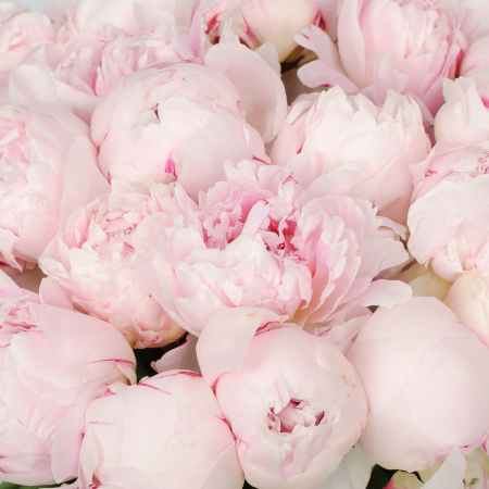 Букет из пионов 35 комплиментов