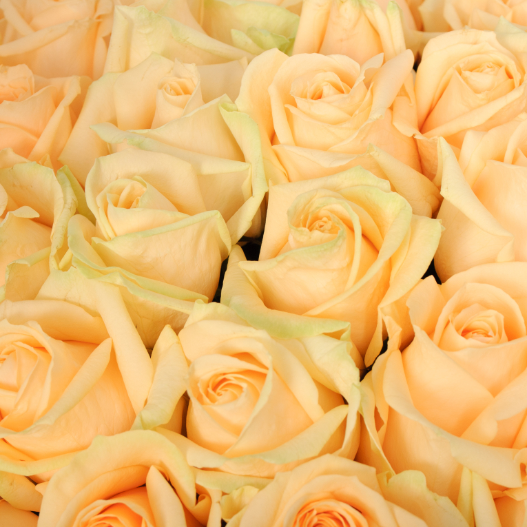 Букет 101 роза Пич Аваланш