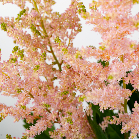 Астильба (3 шт.)