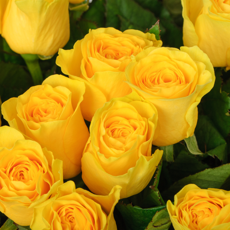 Букет 51 роза Илиос