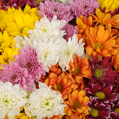 Букет 51 кустовая хризантема микс