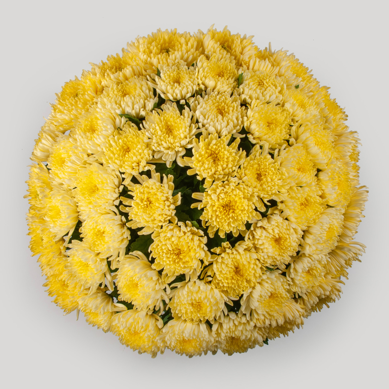 Букет из 51 желтой хризантемы Сингл