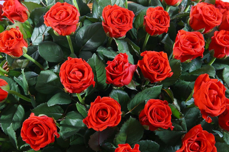 Букет 101 роза в корзине, 50 см