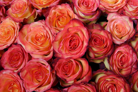 Букет 301 роза Хай Мэджик в корзине