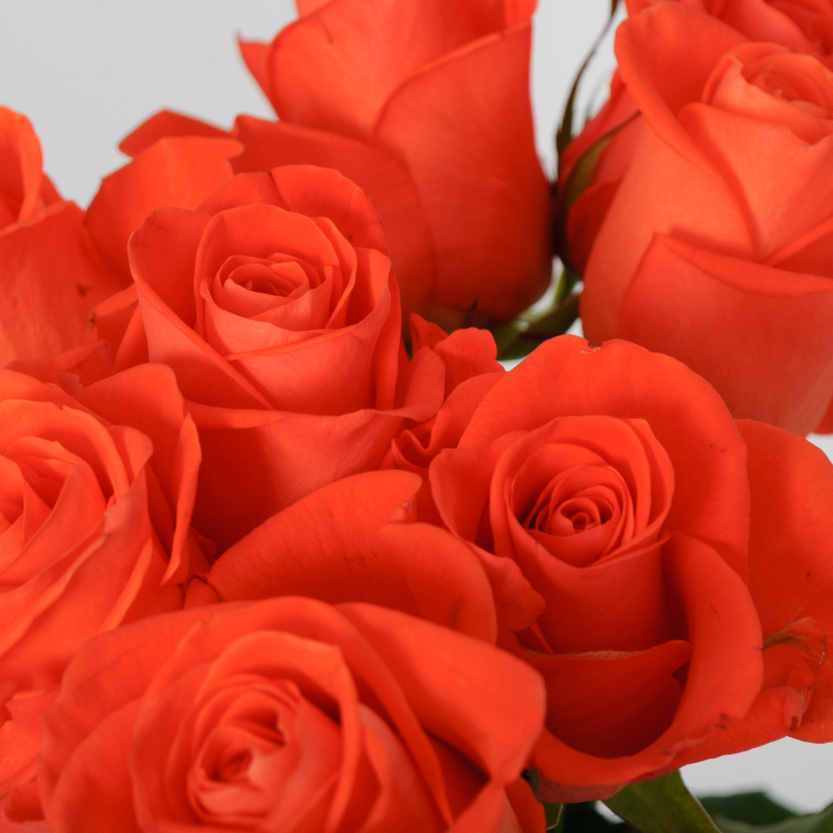 Букет 9 роз Вау