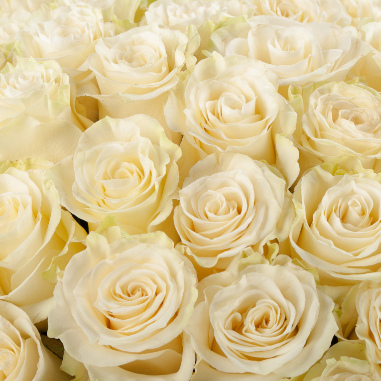 Букет 75 роз Мондиаль (Эквадор), 60 см