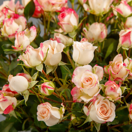 Букет 15 кустовых роз Рефлекс