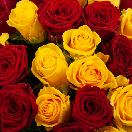 Букет из 151 розы Солнце Индии