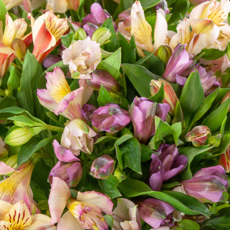 Букет из 31 альстромерии Радужный