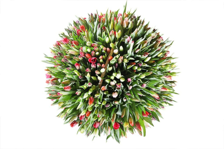 Композиция Весеннее головокружение (501 тюльпан)