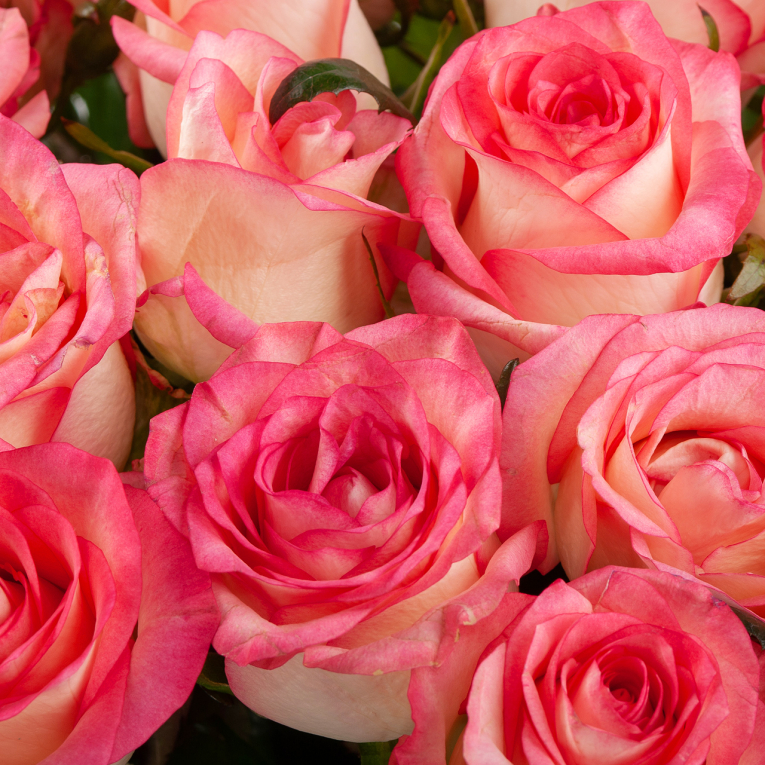 Букет из 35 роз Розовая лагуна