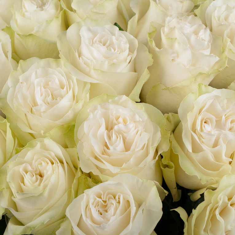 Букет 25 роз Мунстоун (Эквадор), 60 см