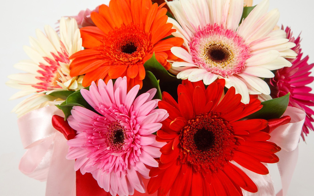 Цветы в коробке 9 гербер Раскраска