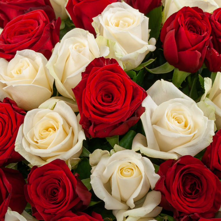 Букет 101 роза красно-белый микс (40 см)