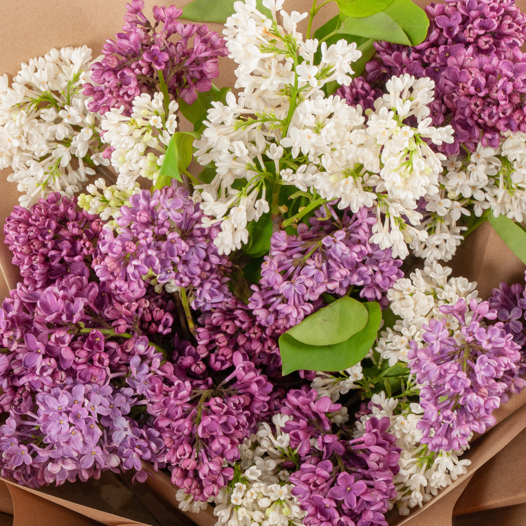 Букет Сирень в цвету (мини)