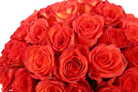 Букет 51 роза Хай Мэджик в шляпной коробке