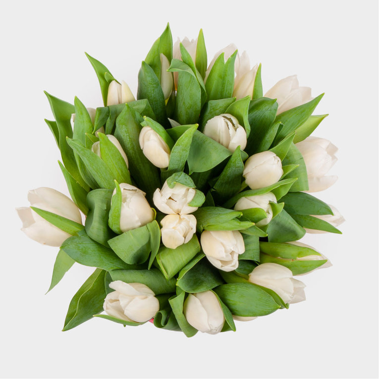 Букет 25 тюльпанов в розовой коробке, белые