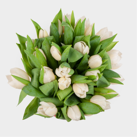 Букет 25 тюльпанов в розовой коробке, белые