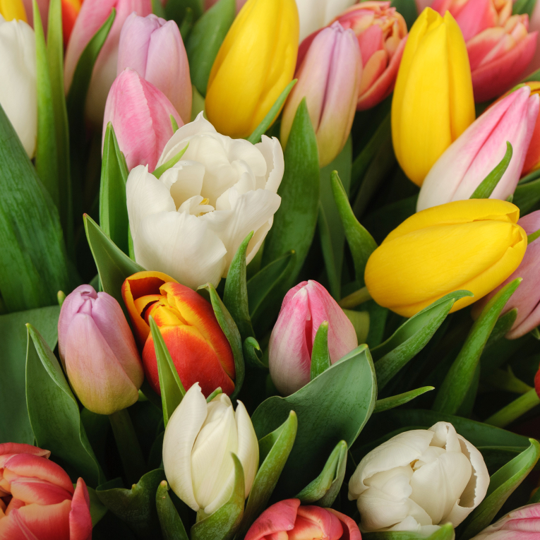 Букет 51 тюльпан микс