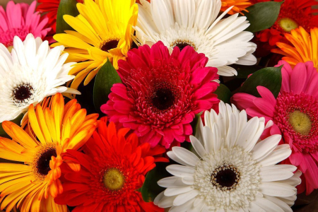 Букет из 15 гербер Раскраска