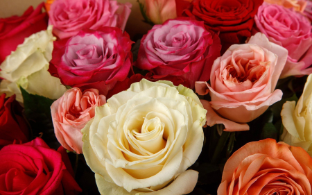 Букет из 35 роз Аморе мио