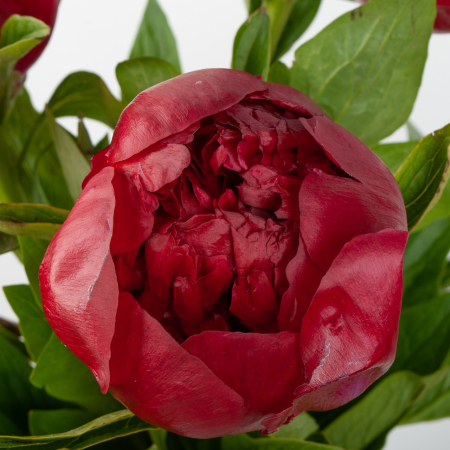 Пион Ред Шарм (3 шт.)