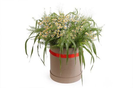 Букет с ромашками Ромашковый луг в коробке