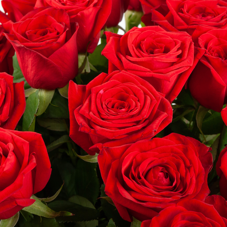 Букет 35 красных роз 60/70 см