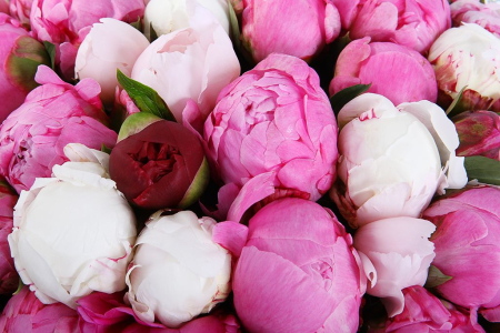 Букет из пионов Сенсация