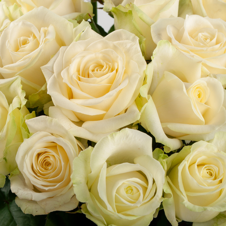 Букет из 25 роз Восторг любви