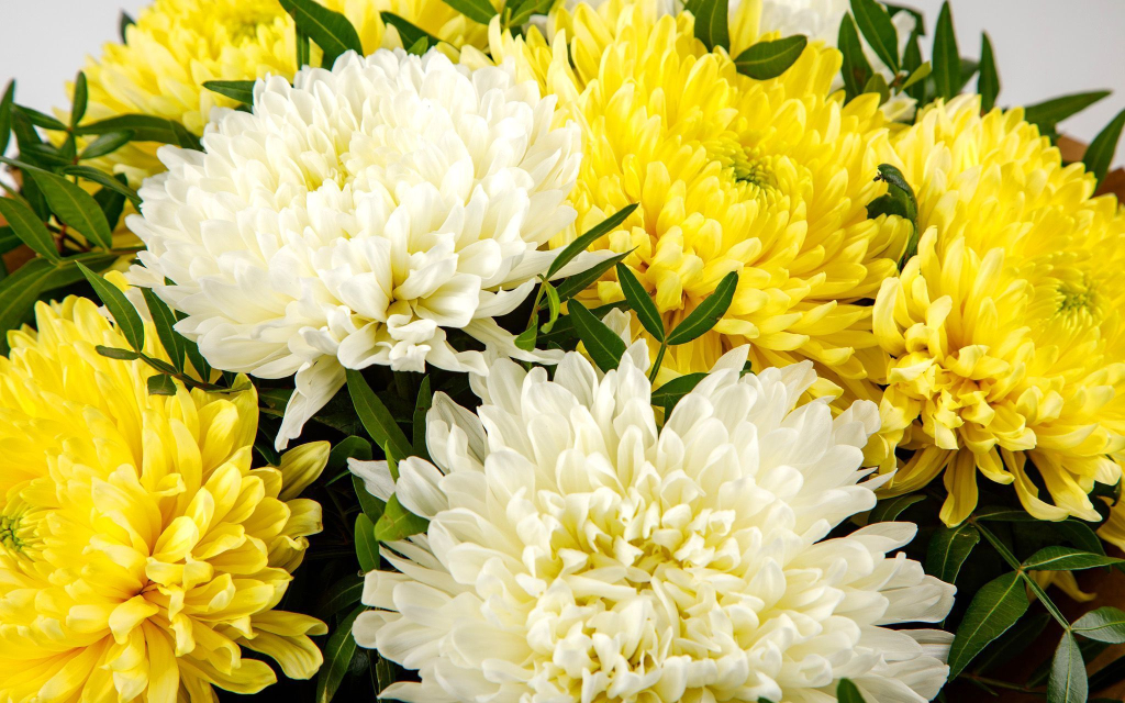 Букет Утренняя прохлада (7 хризантем микс)