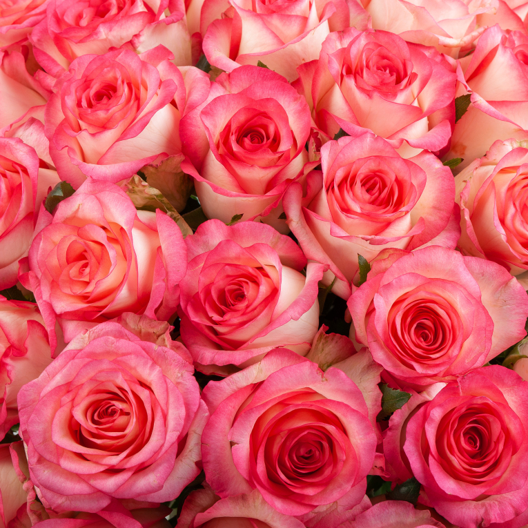 Букет из 51 розы Аллегория