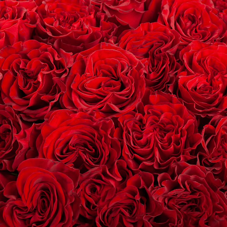 Букет 75 роз Хартс (Эквадор), 60 см