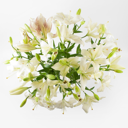 Букет 11 лилий Белая красавица